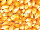 【湖北华剑畜牧】面向全国求购玉米、小麦