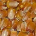 求购豆粕麸皮次粉玉米