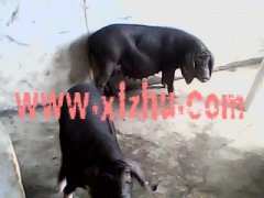 供应黑色苏太母猪、太湖母猪