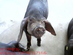 供应太湖系列母猪苏太母猪梅山母猪二花脸母猪