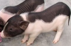 出售 巴马香猪 娃娃猪 品质好，口感佳！！