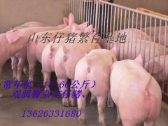 13626331680常年供10-60公斤仔猪