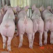 种猪的饲养种猪交易市场