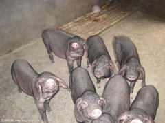 出售猪场千头猪场