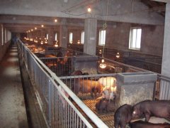 仔猪价格、太湖母猪价格、仔猪行情