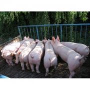 长期供应山东优质仔猪苗猪13475491618
