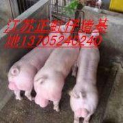 出售三元仔猪免费送货上门10元一斤