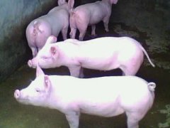 出售优质仔猪小母猪15335036388